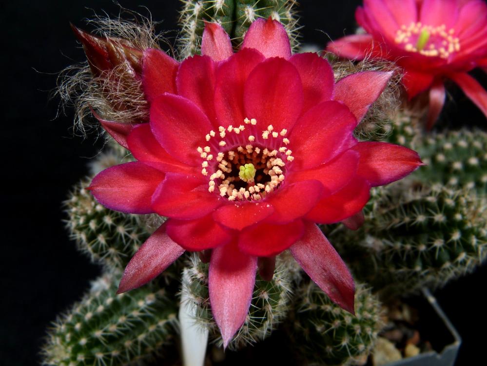 Chamaecereus